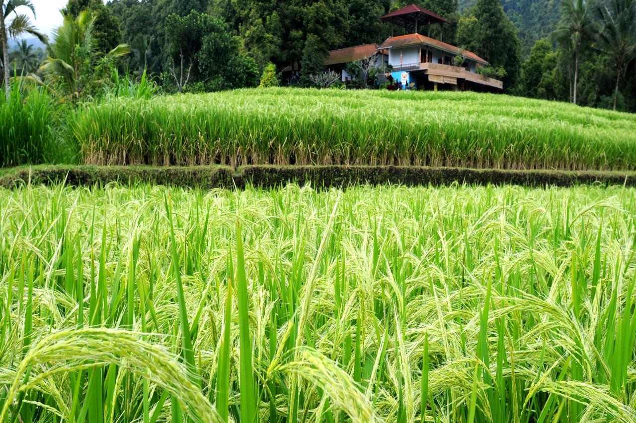 Gangga Homestay Munduk  Ngoại thất bức ảnh